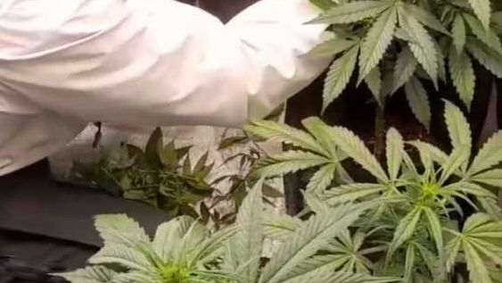 Ahora los cultivadores se convertirán en mano de obra avalada por la UNCuyo. Foto: Gentileza de Maximiliano Paniccia.