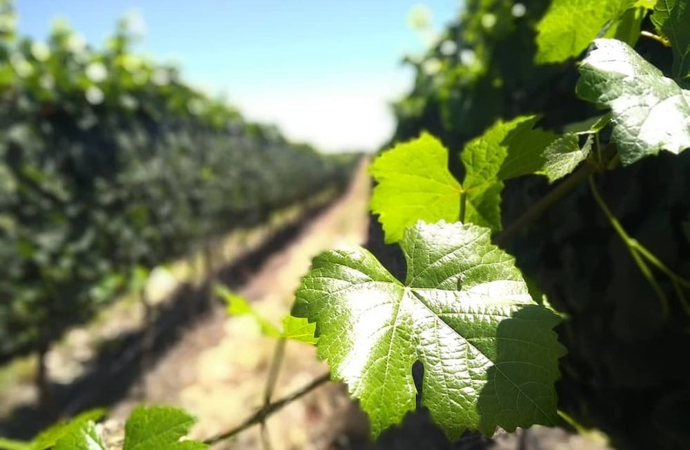 Mendoza tiene la primera bodega del país que emite bonos verdes comercializables en el mercado.