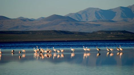 La laguna de Llancanelo, en Malargüe, es uno de los humedales que posee Mendoza.