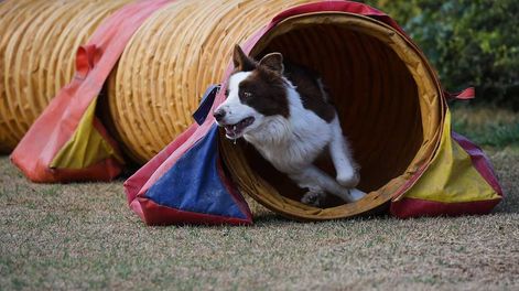 Gustavo de la escuela de Agility Choco Malbec, con Noah durante un entrenamiento. Agility es una modalidad competitiva donde un guía dirige a un perro sobre una serie de obstáculos.