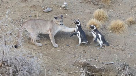 La nueva lucha en la Patagonia: pumas vs. pingüinos