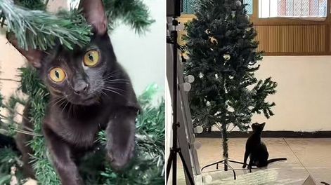 Probó decanas de tips para alejar a su gata de su arbolito de Navidad pero no logró evitar que lo dañara.