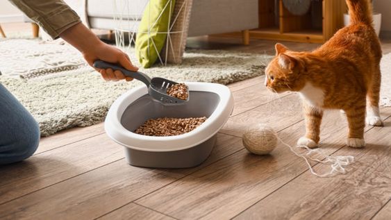 La clave está en identificar la causa y no asumir que los gatos están actuando por rencor.