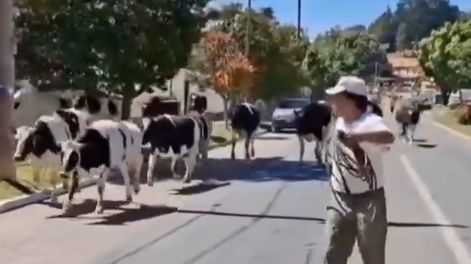 Un camión jaula que trasladaba ganado volcó en la ruta 38
