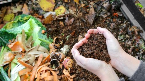 Solo tenés que reciclar cáscaras de frutas y verduras: cómo crear un compost en minutos en tu casa