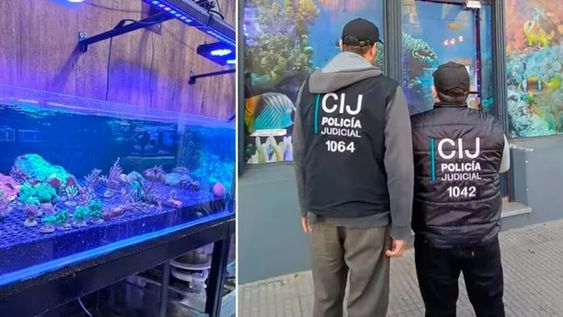 Cinco locales fueron clausurados por crianza y venta ilegal de especies marinas.