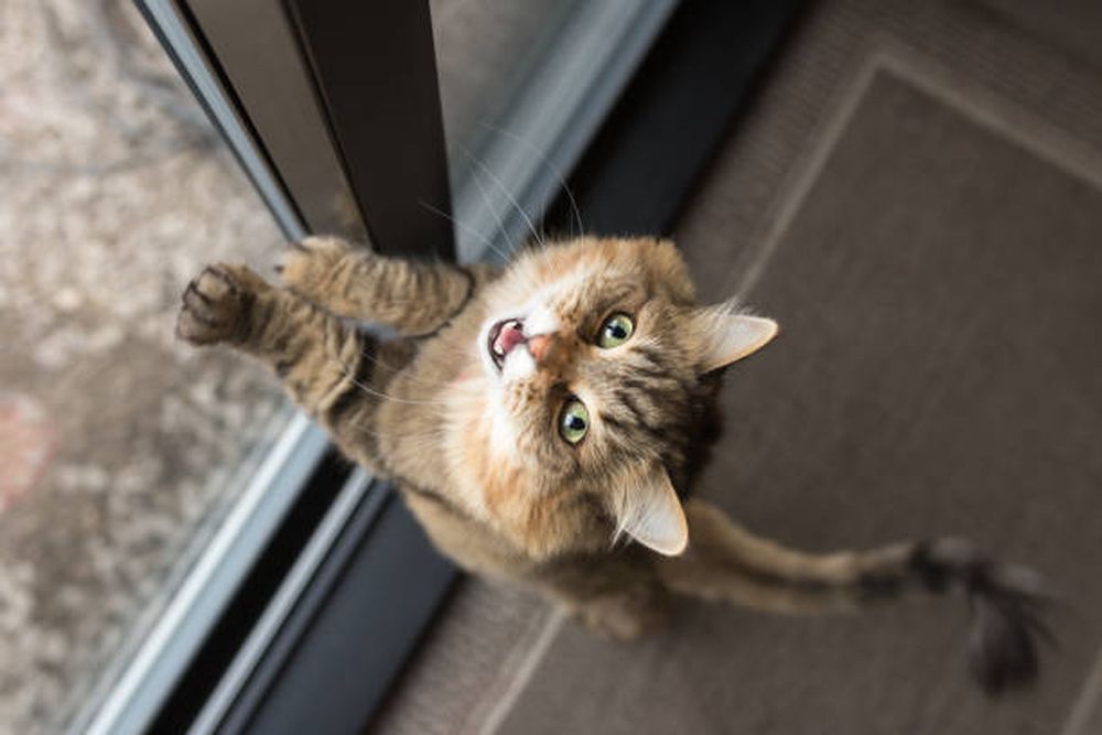 Las pulgas pueden provocar anemia en gatos jóvenes, detectable por encías pálidas o debilidad 