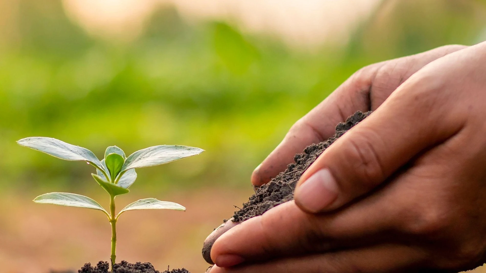 19 semillas que debés sembrar desde ahora para que estén listas en septiembre, según los jardineros 19 semillas que debés sembrar desde ahora para que estén listas en septiembre, según los jardineros