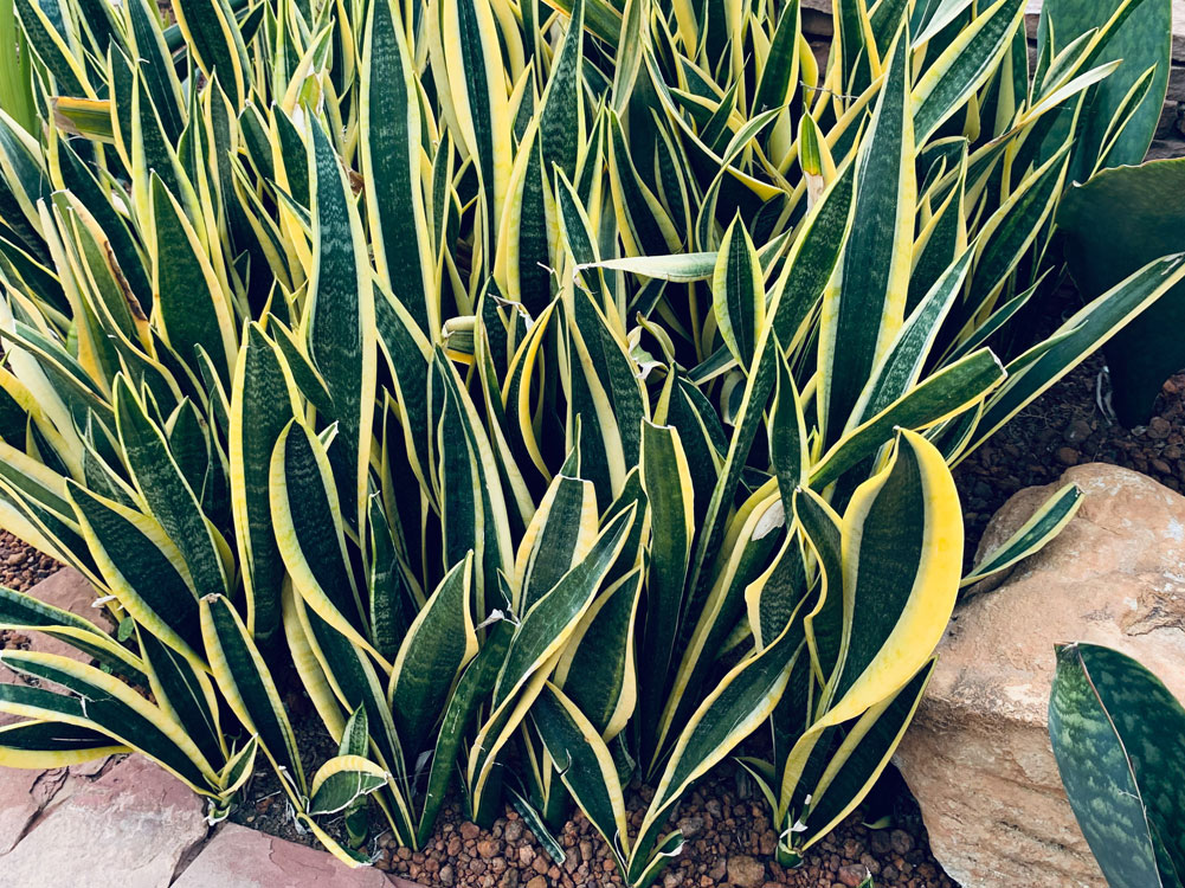 En la jardinería, las plantas del jardín purifican el aire naturalmente.