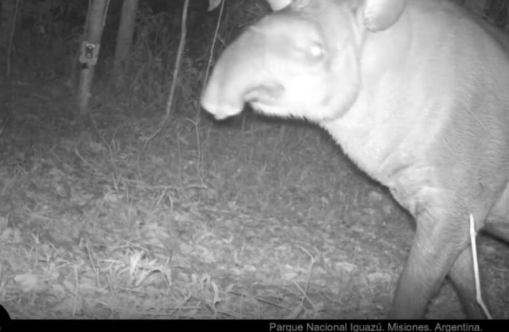Encuentran muerta a una tapir que había sido liberada dentro de proyecto de reinserción en Tucumán