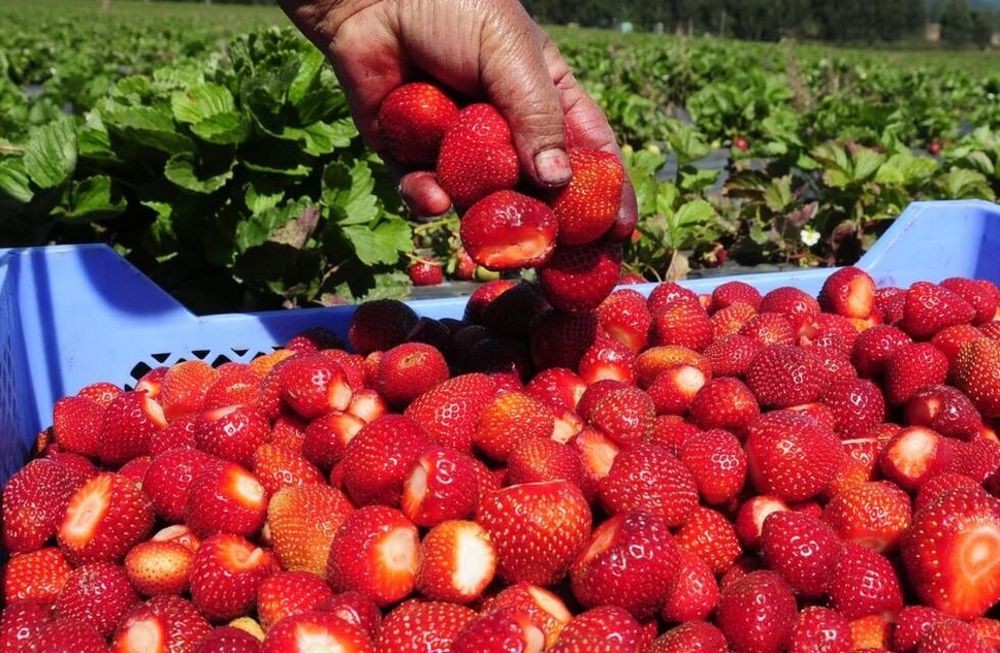 Qué se necesita para atraer inversiones a la fruticultura
