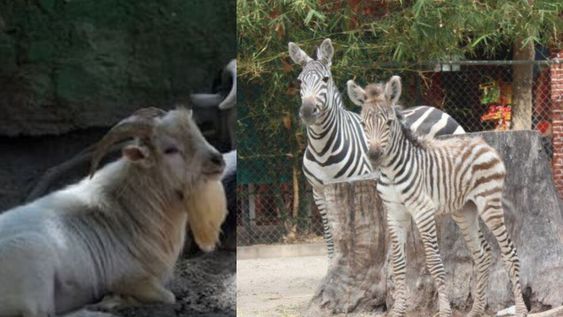 Escándalo. No han informado si el exdirector del zoológico será sometido a un proceso judicial.