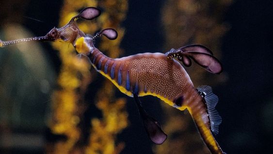 Dragones de mar, la especie que acaba de nacer en Europa