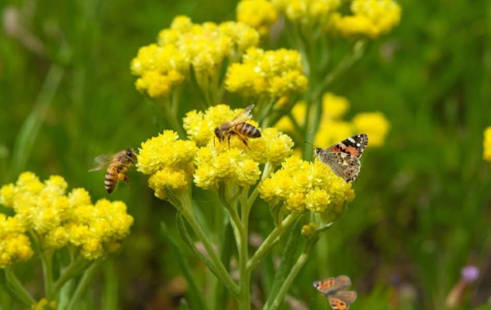 Esta planta crea un entorno más equilibrado sin agregarle productos químicos a la zona para que abejas y mariposas gocen de buena salud.