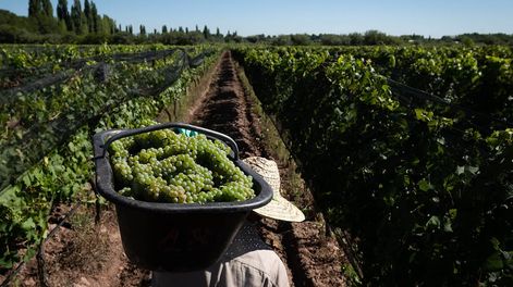 Presentaron el dólar agro.