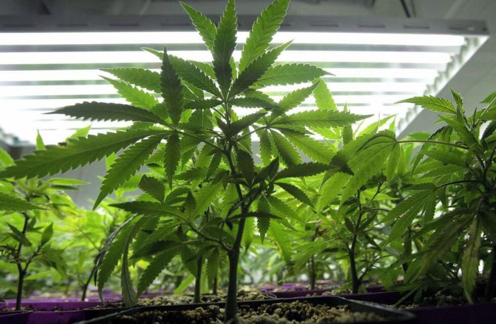 Uruguay: fuerte pugna por plantar marihuana
