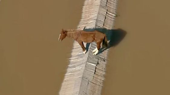 El caballo marrón había estado balanceándose entre dos estrechas tiras de resbaloso asbesto en Canoas, una ciudad del área metropolitana de Porto Alegre, que es una de las zonas más golpeadas de Rio Grande do Sul. Foto: Captura de video.