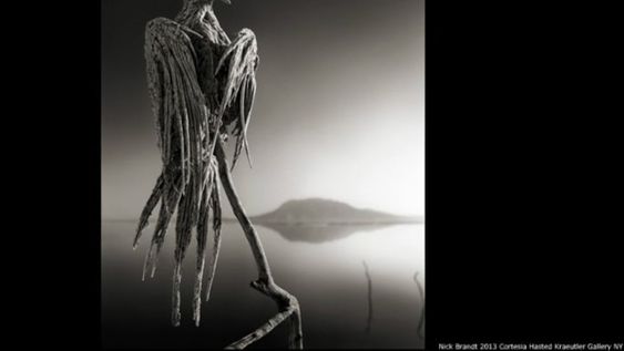 Las aguas del lago pueden alcanzar una temperatura de 60ºC y son extremadamente alcalinas lo que produce que los animales se petrifiquen.