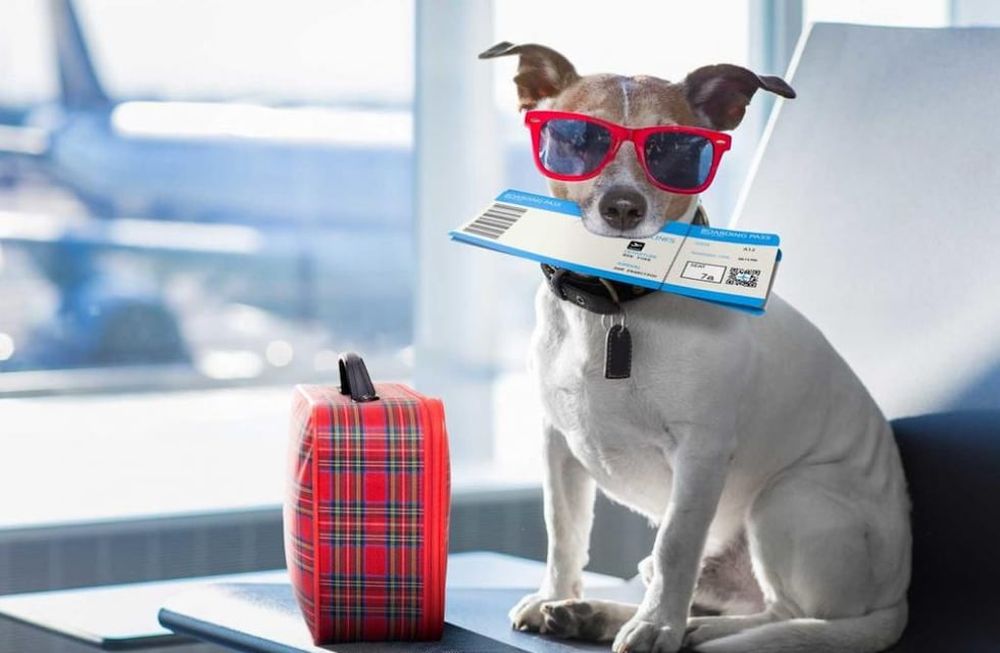 Para viajar al exterior con los peludos de la familia, se debe contar con un certificado del SENASA, que certifique la sanidad del animal.