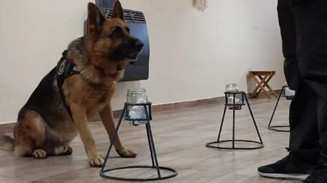 Odorología forense, una técnica científica que permite identificar personas a partir de los olores que dejan en objetos, lugares o cuerpos, mediante el trabajo de perros adiestrados y operadores especializados.