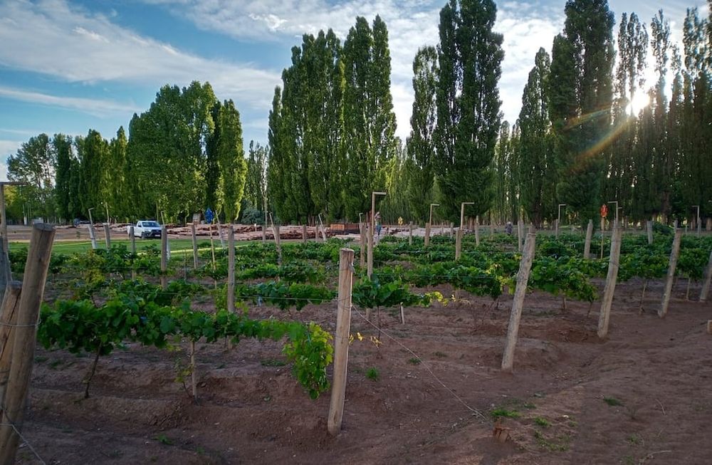 El primer viñedo para producción comercial de Malargüe.