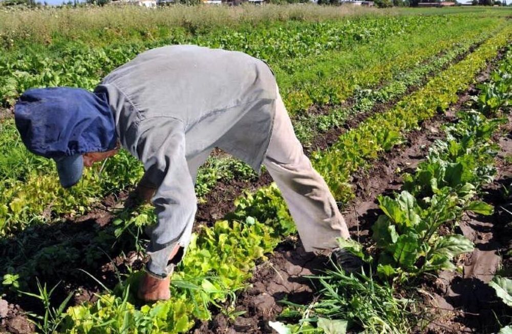 Horticultura: Productores advierten sobre una merma por baja rentabilidad.