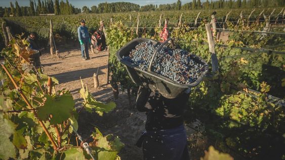 Vendimia con buena calidad de uva: días cálidos y pocas lluvias