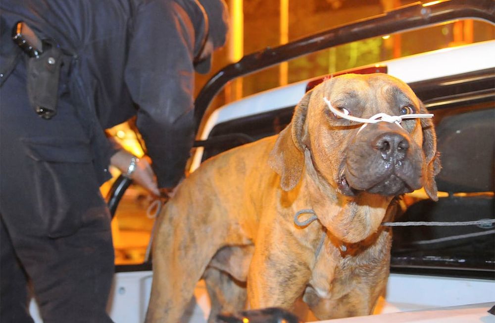 &nbsp;Perros de raza Fila brasileros, los peligros de su agresividad.