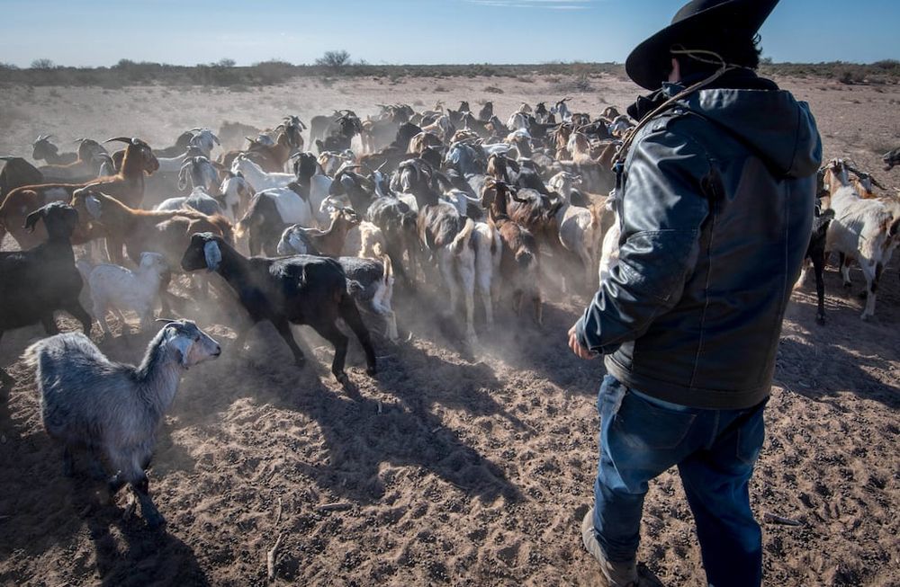 La produción caprina se mantiene estable.Mendoza 07 de agosto de 2019   SociedadHistorias de la sequía. En el desierto de Lavalle se vive críticamente la falta de lluvias y los cauces de los ríos se secan a diario.En el Puesto Díaz, Antonio Díaz es uno de los productores de chivos y cabras, se ven oblgados a sacar sus animales, a pastar por largas caminatas, debido a que el alimento escasea por la sequía.Foto: Orlando Pelichotti/ Los Andescrisis hidráulica agua pastura clima desierto calor humedad temperatura termómetro