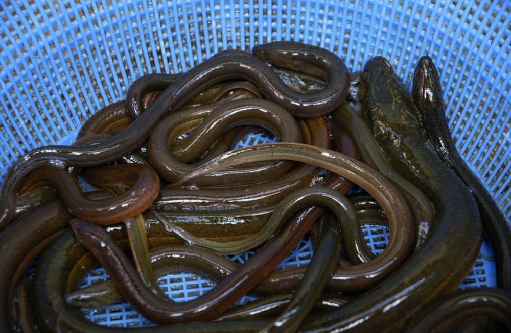 En china se usa como remedio casero la introducción en el colon de anguilas, para combatir es estreñimiento. Es muy peligroso y casi siempre termina en cirugía.