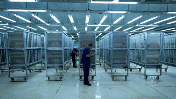 La Bioplanta de Iscamen es la encargada de criar la Mosca del Mediterraneo macho estéril para el control de plagas. Foto: Ignacio Blanco / Los Andes