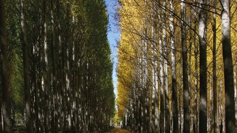 Los Andes | La comañía, fundada en 1913, es la primera empresa a nivel latinoamericana en obtener la certificación Preferred By Nature