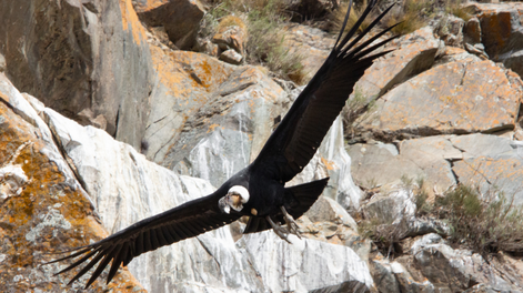 Sorprendente hallazgo de un nuevo nido de cóndores en Mendoza: fotos, videos y por qué es una excelente noticia