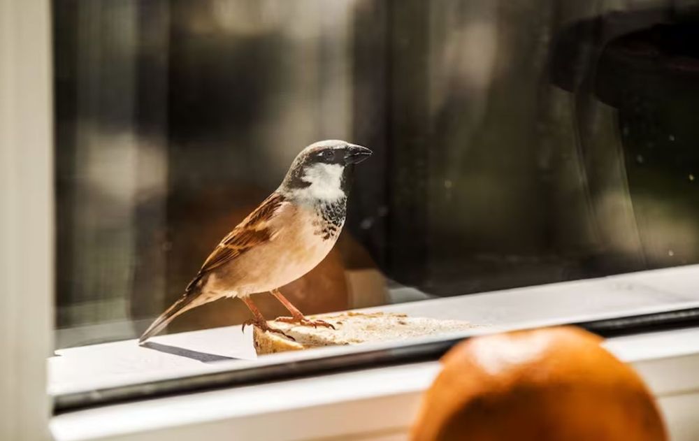 Existen diferentes formas simples para que los pájaros no se confundan por el reflejo del sol y sin gastar dinero.