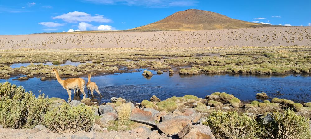 Guanacos y un espejo de agua en las cercanías del proyecto Olaroz, en la provincia de Jujuy.   