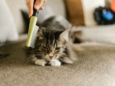 como cepillar a tu gato para evitar nudos y mantener su pelaje saludable durante mucho mas tiempo