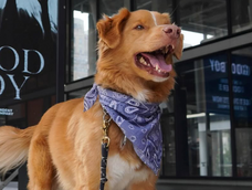 quien es indy, el perro de good boy que vencio a ethan hawke y obtuvo el premio astra a mejor actuacion