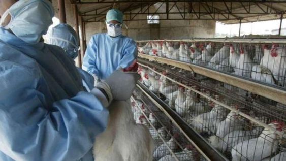Francia elevó a “moderado” el riesgo de gripe aviar tras detectar un nuevo caso