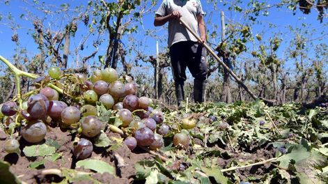 Los Andes | En la temporada 2021/2022, el Gobierno de Mendoza decretó la emergencia agropecuaria para 60 distritos de 12 departamentos de la provincia cubriendo una superficie mayor a la que adhirió al seguro. Foto: Orlando Pelichotti / Los Andes