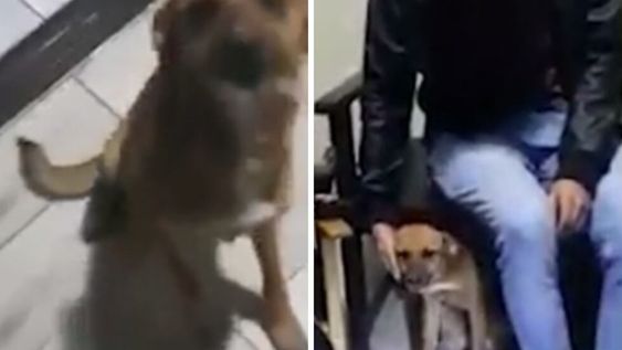 Un grupo de jóvenes drogó a una perrita y grabaron su reacción.
