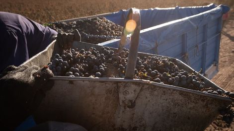 Las bodegas y productores presentan una importante diferencia en el precio que pretenden para la uva. - Foto: Ignacio Blanco / Los Andes