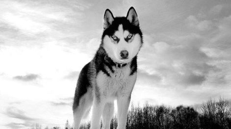 ¿Quién domesticó primero a los perros?
