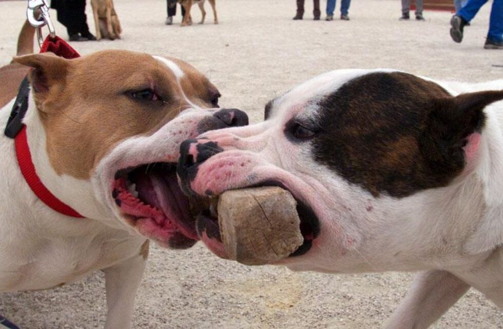 Una mujer intentó separar a dos pitbull y sufrió importantes heridas. (Archivo/ AP)