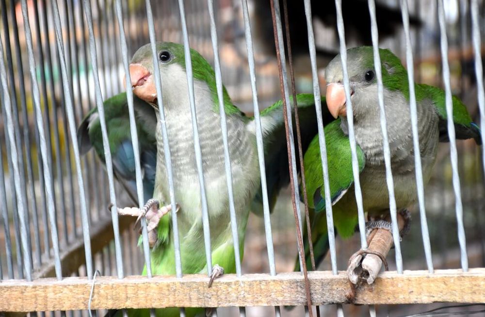 Instituciones provinciales y municipales trabajan en métodos incruentos para desalentar su asentamiento en zonas cultivadas, ya que esta especie se considera invasora y afecta la producción en el oasis Norte de la provincia.