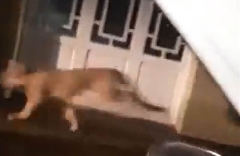 El puma en las calles de Coronel Dorrego (captura de video).