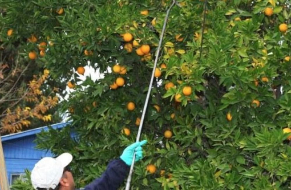 Iscamen pone a disposición las brigadas que cosechan cítricos en forma gratuita en los hogares, para combatir la mosca del Mediterráneo.