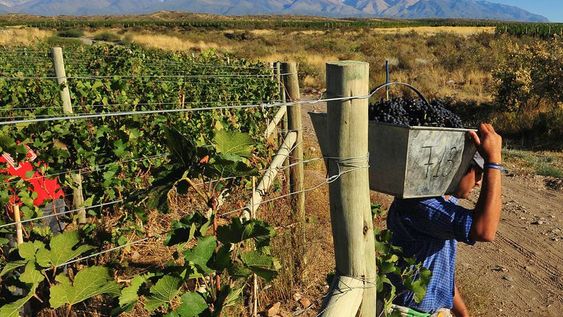 Mendoza Tupungato 07 de Marzo de 2013 Cosechadores comienzan su jornada de trabajo en las Fincas de Tupungato Winelands la cual posee viñas en la zona de Gualtallary, Tupungato, en estas viñas se encuentran distintos varietales a 1400 sobre el nivel del mar siendo una de las zonas vitivinicolas de mayor altura con la vista del Cordon del Plata como escenario Foto: Claudio Gutierrez / Los Andes