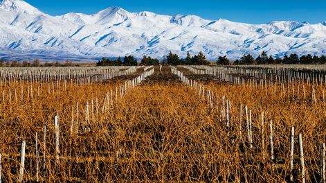 Los Andes | A lo largo de 17 provincias vitivinícolas, especialmente en Mendoza, el Cabernet Sauvignon ha encontrado un entorno adecuado para su cultivo.