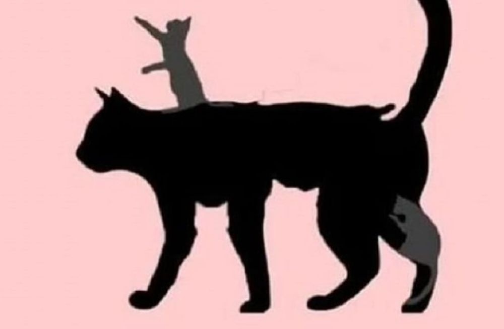 Dependiendo de cuantos gatos veas, es que edad tiene tu mente.