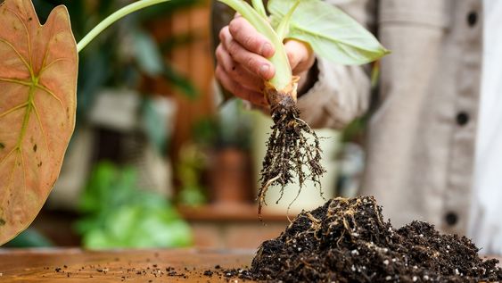 no uses esta mezcla en tus plantas: parece buena, pero puede arruinar las raices mas rapido de lo que pensas